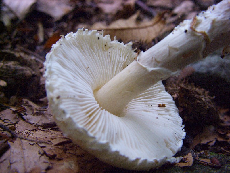 lepiota ignivolvata e nuova determinazione
